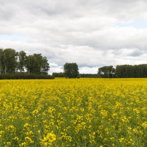 中国对加拿大油菜籽征收反倾销税：中加贸易最新动态