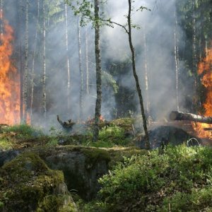 新不伦瑞克山火最新进展：28处火点未灭，政府准许部分企业重返林地，民众质疑风险 ...