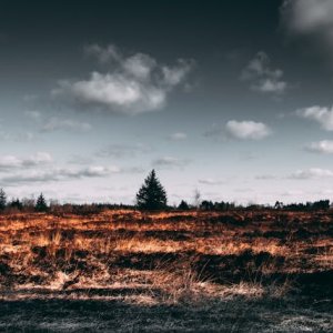 惊魂！新斯科舍安纳波利斯县山火吞噬20户房屋 超500人紧急撤离！ ...