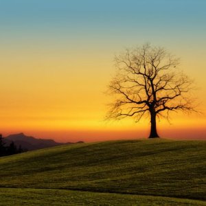 【震惊】新斯科舍进入历史性大旱！专家警告：枫叶或不再火红，城市大树随时可能倒下？ ...